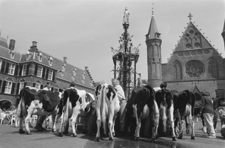 Koeien op het Binnenhof drinken uit de fontein Koeien op het Binnenhof drinken uit de fontein
